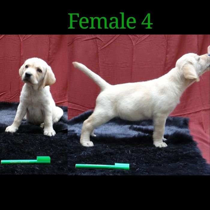 DogsIndia.com - Labrador Retriever - Aishu Kennels