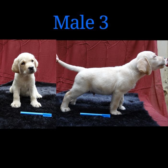 DogsIndia.com - Labrador Retriever - Aishu Kennels