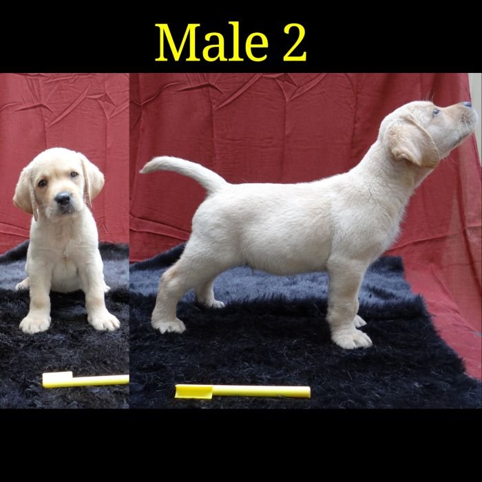 DogsIndia.com - Labrador Retriever - Aishu Kennels