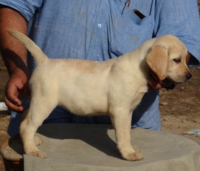 DogsIndia.com - Labrador Retriever - Aishu Kennels