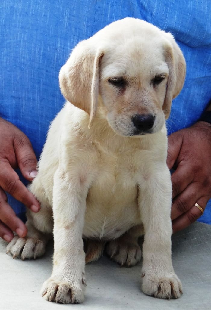 DogsIndia.com - Labrador Retriever - Aishu Kennels