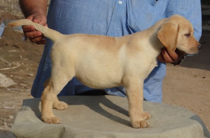 DogsIndia.com - Labrador Retriever - Aishu Kennels