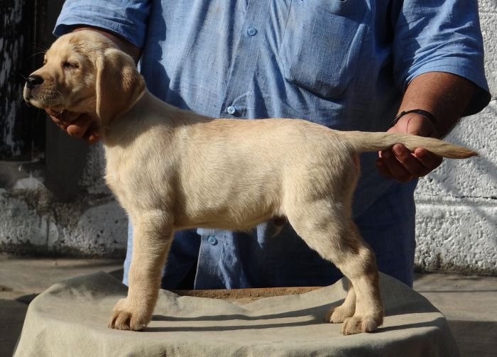 DogsIndia.com - Labrador Retriever - Aishu Kennels