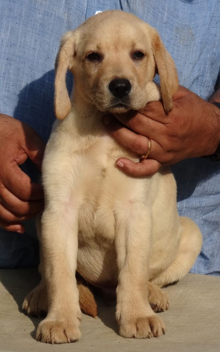 DogsIndia.com - Labrador Retriever - Aishu Kennels
