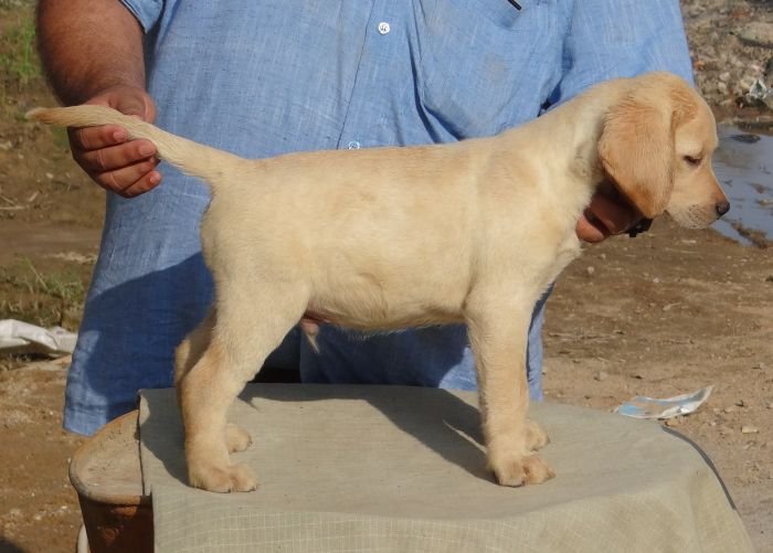 DogsIndia.com - Labrador Retriever - Aishu Kennels
