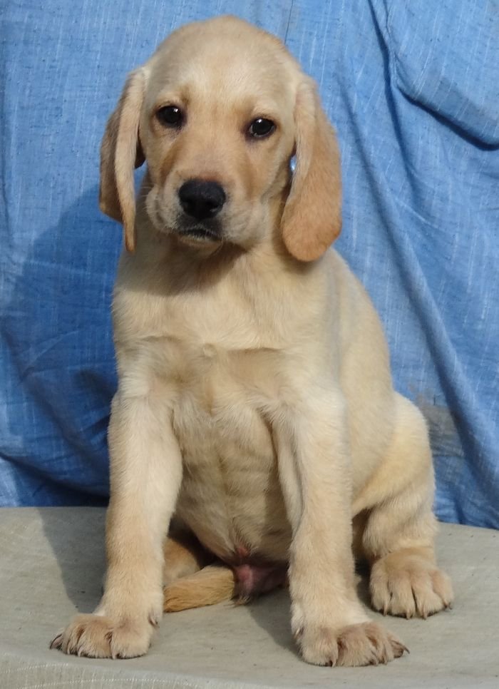 DogsIndia.com - Labrador Retriever - Aishu Kennels