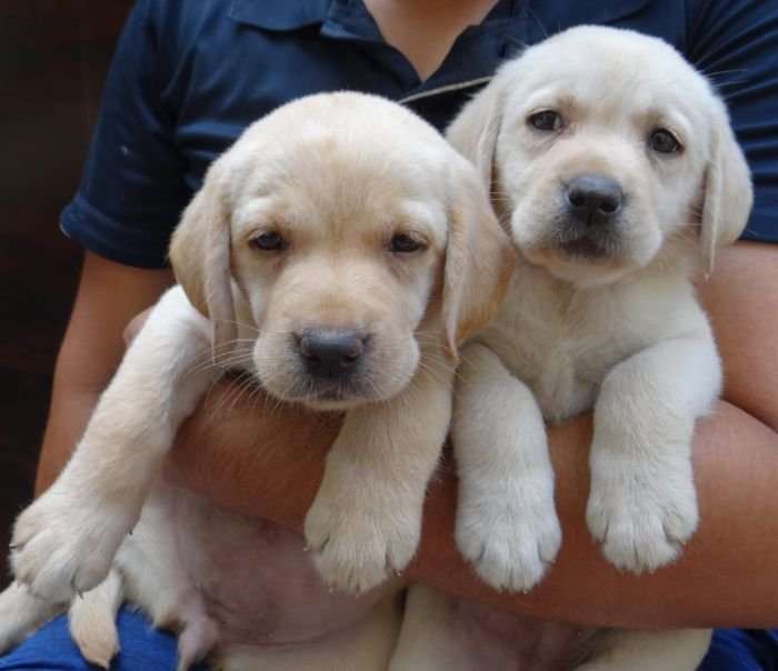 DogsIndia.com - Labrador Retriever - Aishu Kennels