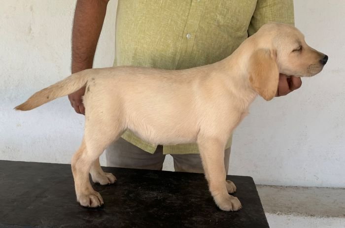DogsIndia.com - Labrador Retriever - Aishu Kennels