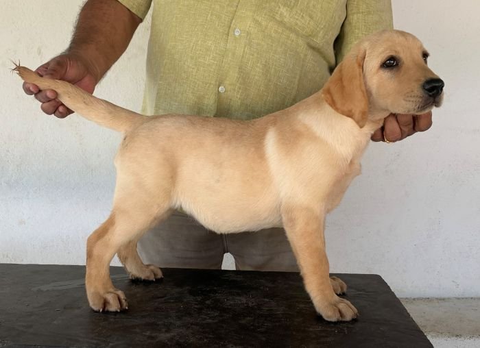 DogsIndia.com - Labrador Retriever - Aishu Kennels