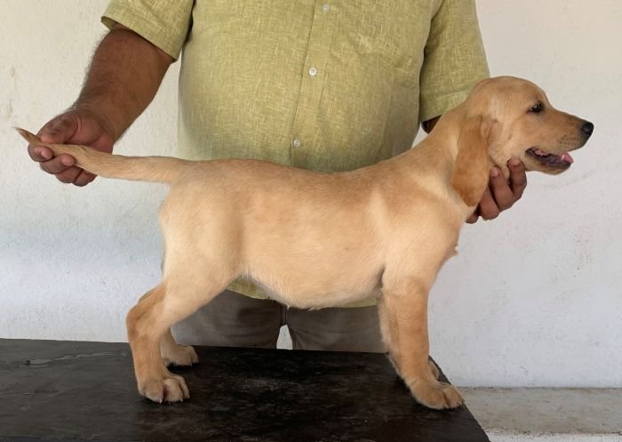 DogsIndia.com - Labrador Retriever - Aishu Kennels