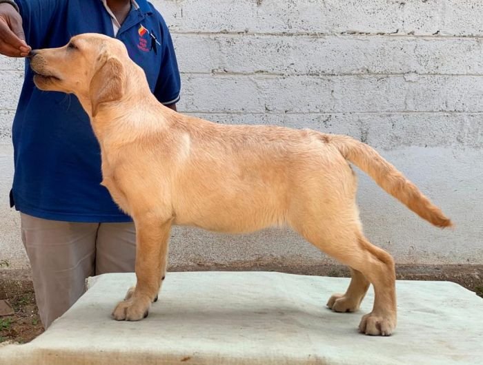 DogsIndia.com - Labrador Retriever - Aishu Kennels