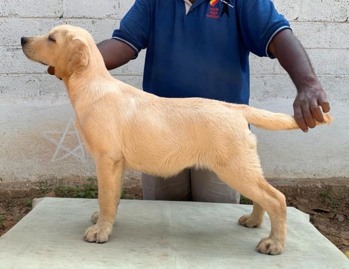 DogsIndia.com - Labrador Retriever - Aishu Kennels