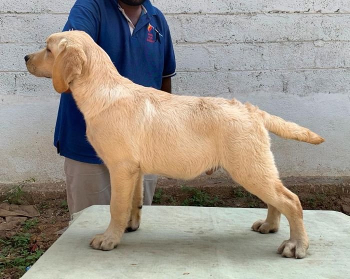 DogsIndia.com - Labrador Retriever - Aishu Kennels