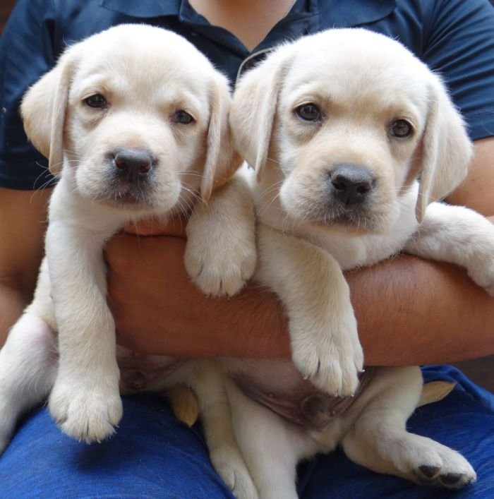 DogsIndia.com - Labrador Retriever - Aishu Kennels