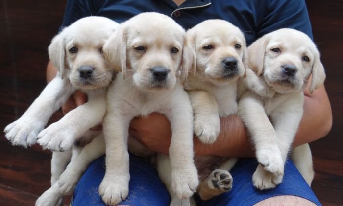 DogsIndia.com - Labrador Retriever - Aishu Kennels