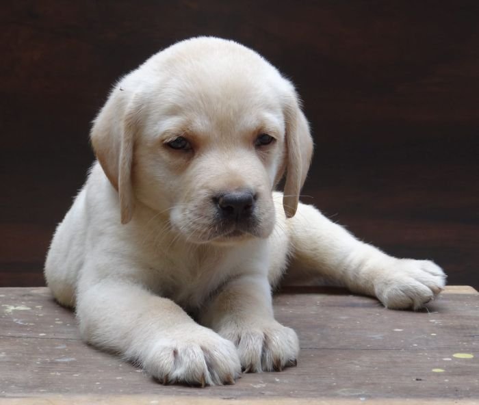 DogsIndia.com - Labrador Retriever - Aishu Kennels