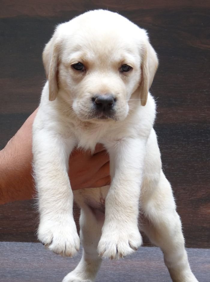 DogsIndia.com - Labrador Retriever - Aishu Kennels