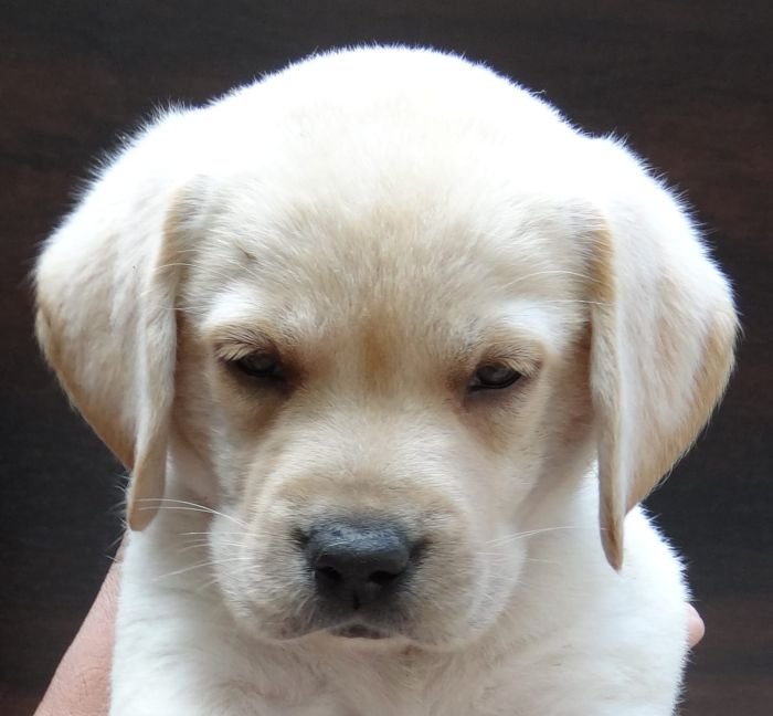 DogsIndia.com - Labrador Retriever - Aishu Kennels