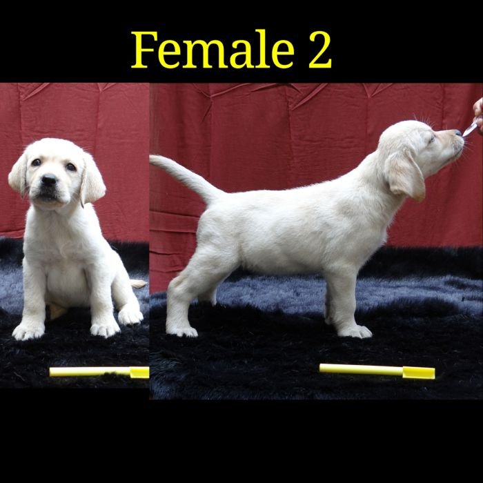 DogsIndia.com - Labrador Retriever - Aishu Kennels
