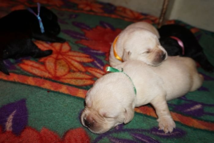 DogsIndia.com - Labrador Retriever  Amith Walton  Marathon Riders