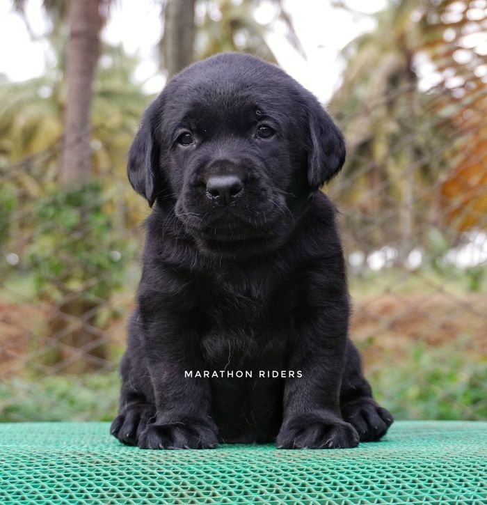 DogsIndia.com - Labrador Retriever  Amith Walton  Marathon Riders