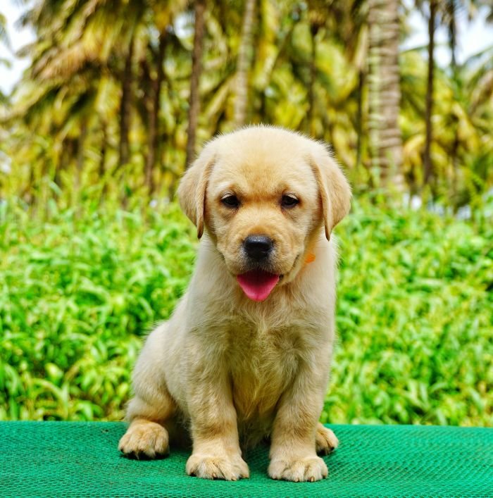 DogsIndia.com - Labrador Retriever  Amith Walton  Marathon Riders