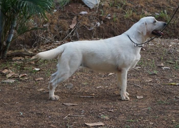 DogsIndia.com - Labrador Retriever - Amith Walton - Marathon Riders