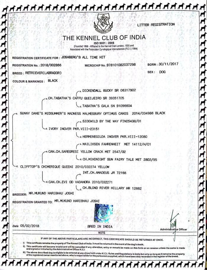 DogsIndia.com - Labrador Retriever - Amith Walton - Marathon Riders