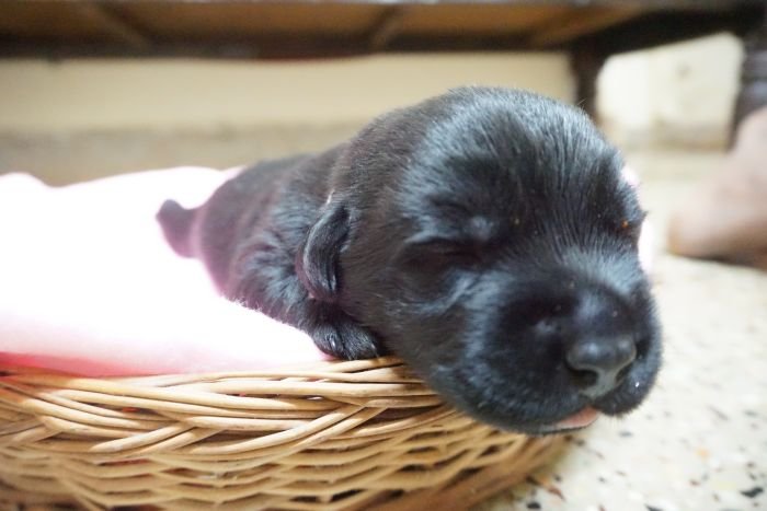 DogsIndia.com - Labrador Retriever - Amith Walton - Marathon Riders