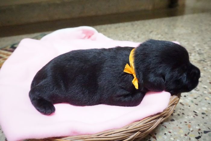 DogsIndia.com - Labrador Retriever - Amith Walton - Marathon Riders