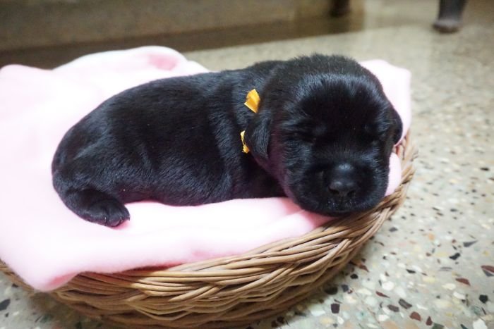 DogsIndia.com - Labrador Retriever - Amith Walton - Marathon Riders