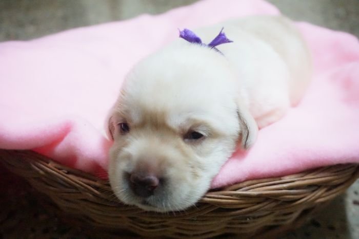 DogsIndia.com - Labrador Retriever - Amith Walton - Marathon Riders