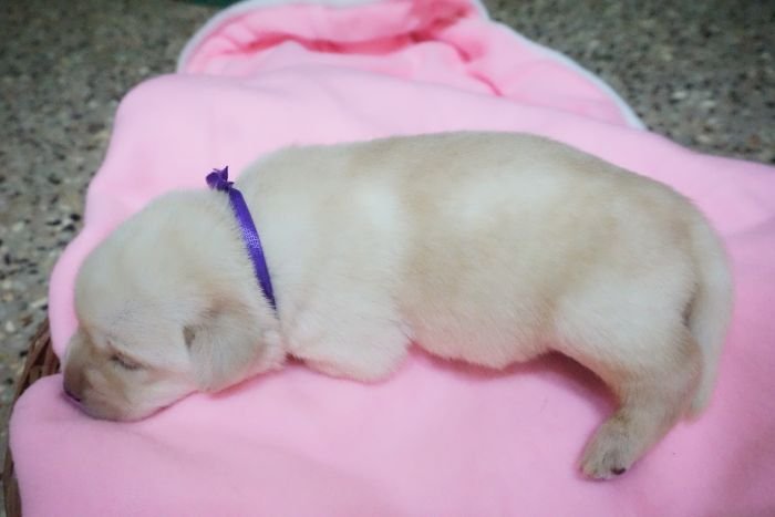 DogsIndia.com - Labrador Retriever - Amith Walton - Marathon Riders