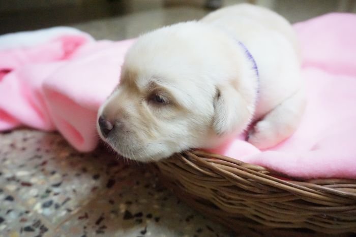 DogsIndia.com - Labrador Retriever - Amith Walton - Marathon Riders