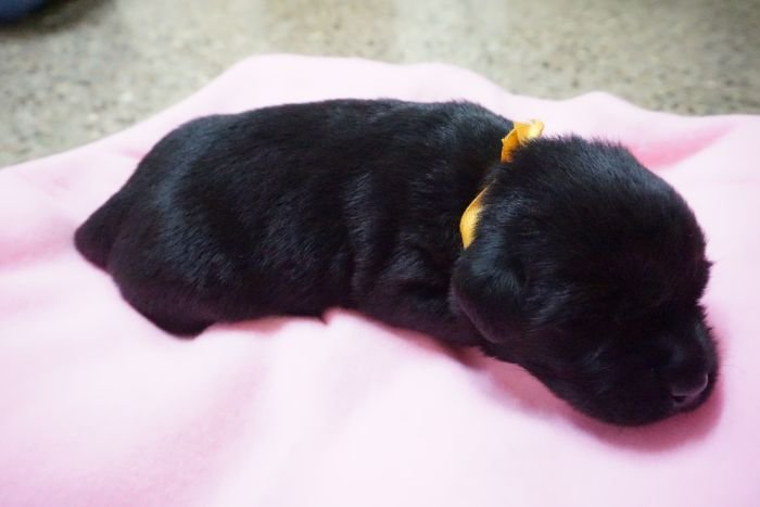 DogsIndia.com - Labrador Retriever - Amith Walton - Marathon Riders