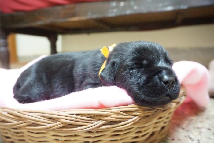 DogsIndia.com - Labrador Retriever - Amith Walton - Marathon Riders