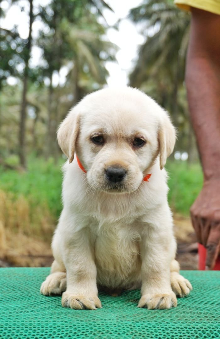 DogsIndia.com - Labrador Retriever - Amith Walton - Marathon Riders
