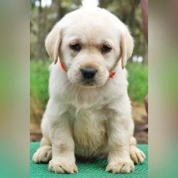 DogsIndia.com - Labrador Retriever - Amith Walton - Marathon Riders