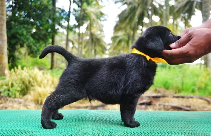 DogsIndia.com - Labrador Retriever - Amith Walton - Marathon Riders