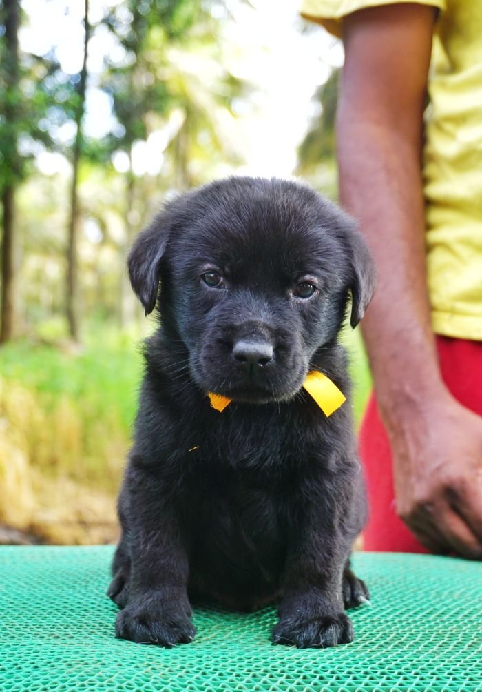 DogsIndia.com - Labrador Retriever - Amith Walton - Marathon Riders
