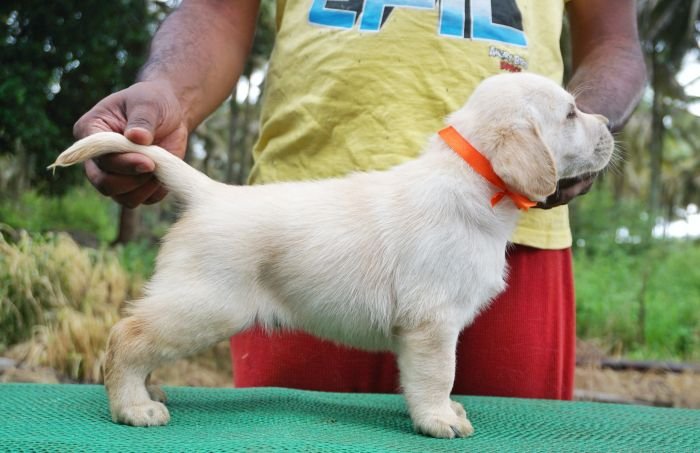 DogsIndia.com - Labrador Retriever - Amith Walton - Marathon Riders
