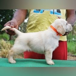DogsIndia.com - Labrador Retriever - Amith Walton - Marathon Riders