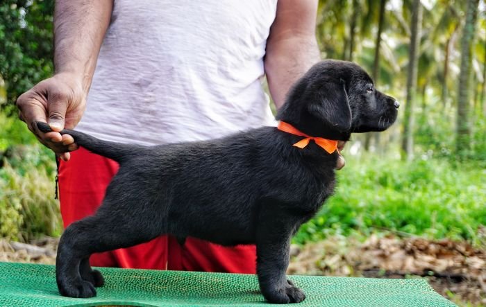 DogsIndia.com - Labrador Retriever - Amith Walton - Marathon Riders