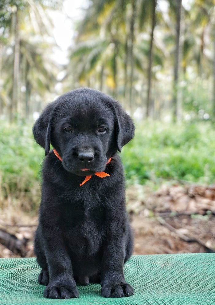 DogsIndia.com - Labrador Retriever - Amith Walton - Marathon Riders