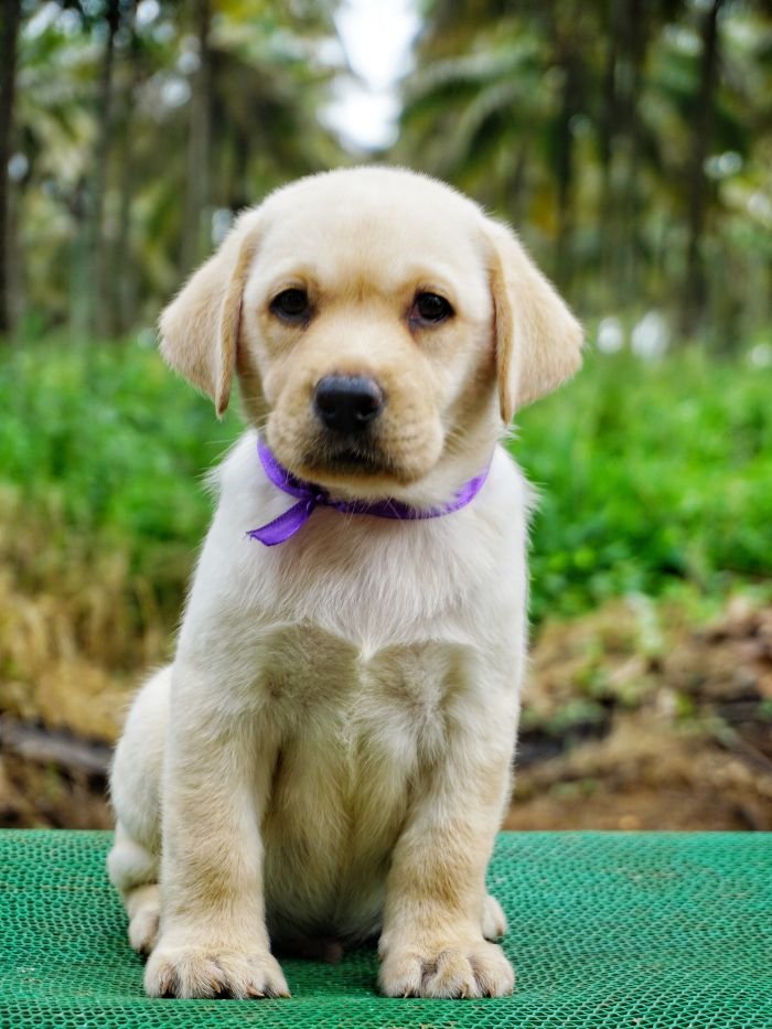 DogsIndia.com - Labrador Retriever - Amith Walton - Marathon Riders