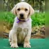 DogsIndia.com - Labrador Retriever - Amith Walton - Marathon Riders