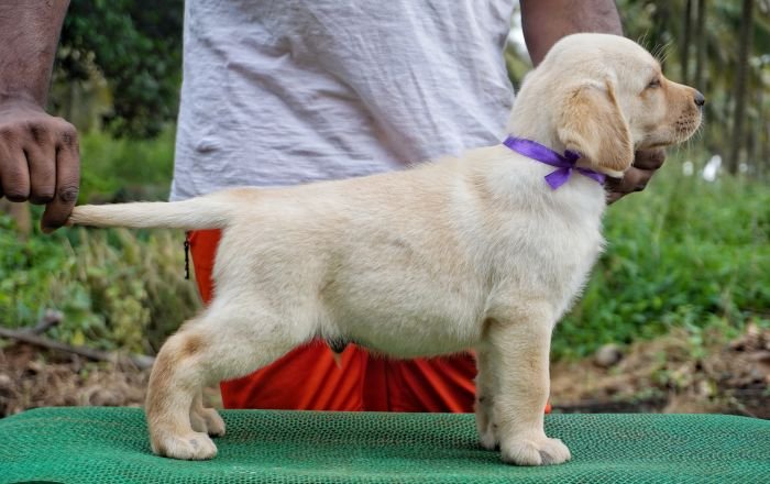 DogsIndia.com - Labrador Retriever - Amith Walton - Marathon Riders