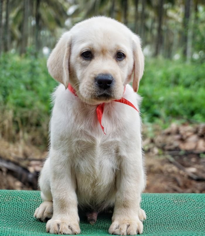 DogsIndia.com - Labrador Retriever - Amith Walton - Marathon Riders