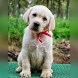 DogsIndia.com - Labrador Retriever - Amith Walton - Marathon Riders