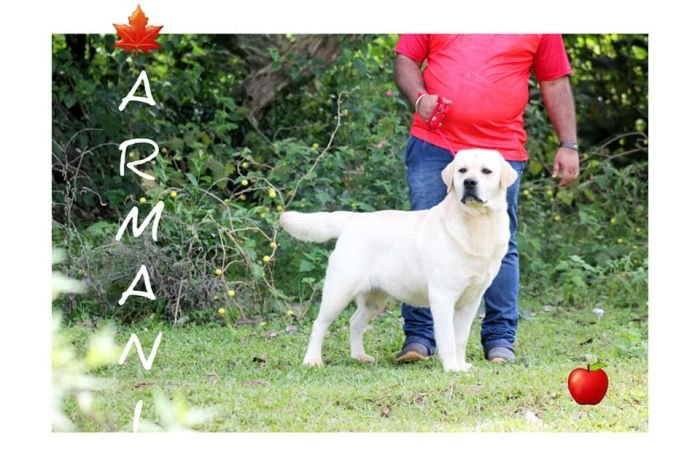 DogsIndia.com - Labrador Retriever - Apple Kennels - Karthikeyan